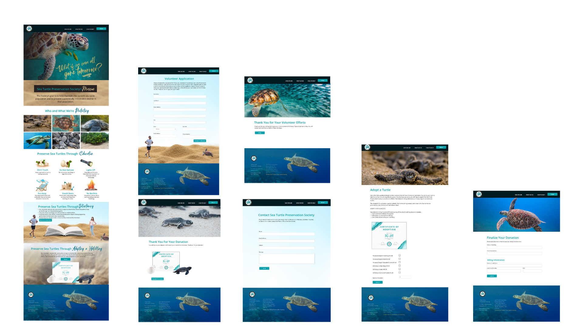 sea turtle preservation society (3)